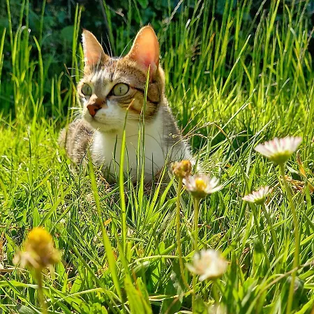 Casa de Campo Casa Do Cruzeiro