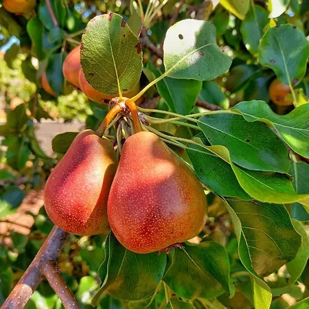 Casa de Campo Casa Do Cruzeiro *