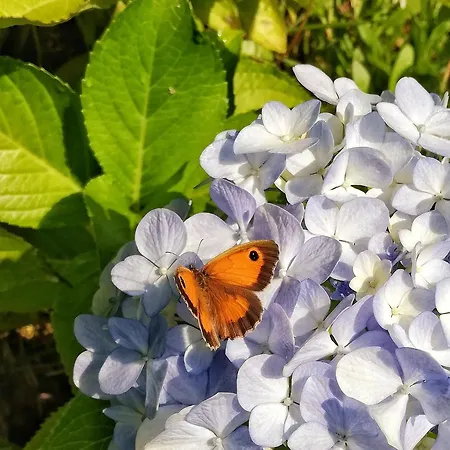 Casa Do Cruzeiro Paredes de Coura