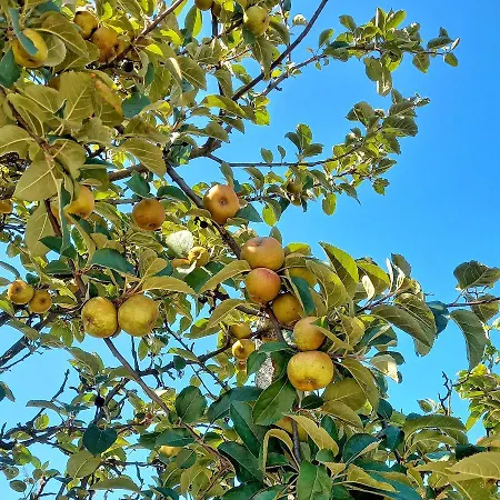 Casa Do Cruzeiro * Paredes de Coura