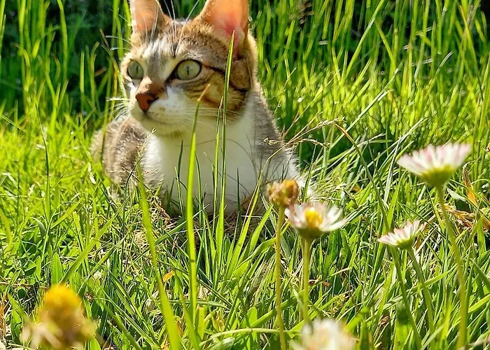 Lantställe Casa Do Cruzeiro