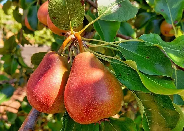 Lantställe Casa Do Cruzeiro *