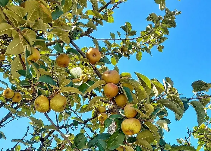 Casa Do Cruzeiro * Paredes de Coura